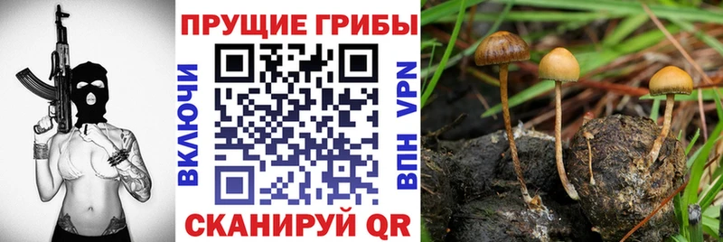 нарко площадка официальный сайт  купить наркоту  Каменногорск  Галлюциногенные грибы MAGIC MUSHROOMS 